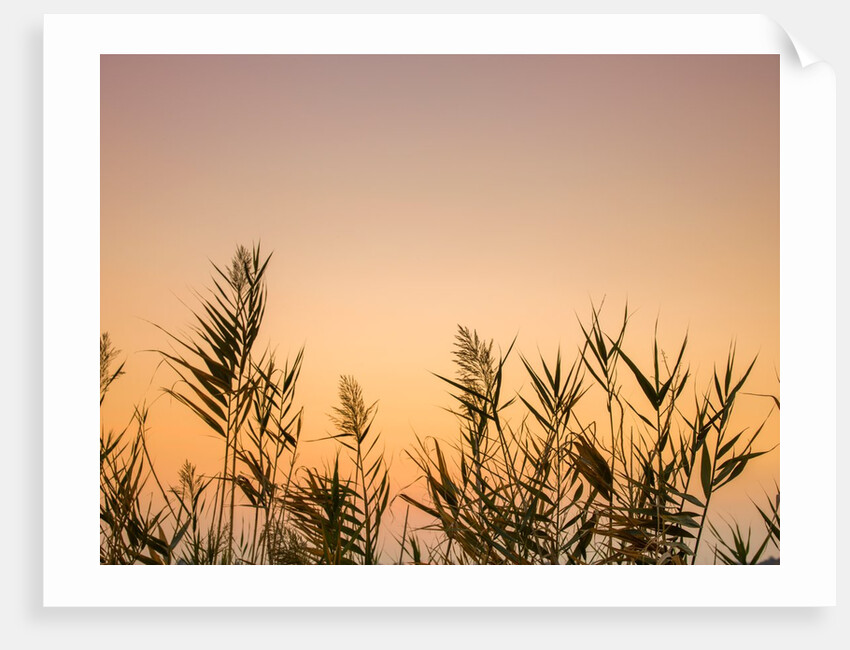 Reeds by Assaf Frank